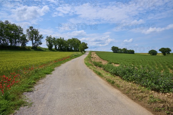 Country lane lined with green fields, trees and slightly overcast sky, summer, lValensole, Alpes-de-Haute-Provence, Provence-Alpes-Cote d'Azur, France, Europe