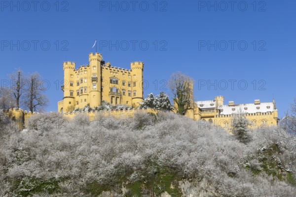 Yellow castle on a hill covered with snow, surrounded by trees under a blue sky, Hohenschwangau Castle, Schwangau, Königswinkel, Ostallgäu, Allgäu, Swabia, Bavaria, Germany, Europe