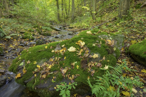 Mossy rocks by the Kaja stream, Hardegg, Lower Austria, Austria, Europe