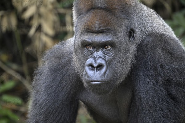 Western lowland gorilla (Gorilla gorilla gorilla), portrait, Réserve Lésio-Louna nature reserve, near Moembe, Plateau department, Republic of the Congo