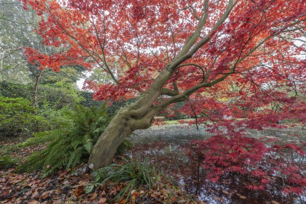 Japanese fan maple (Acer palmatum Trompenburg), autumn colours, Emsland, Lower Saxony, Germany, Europe