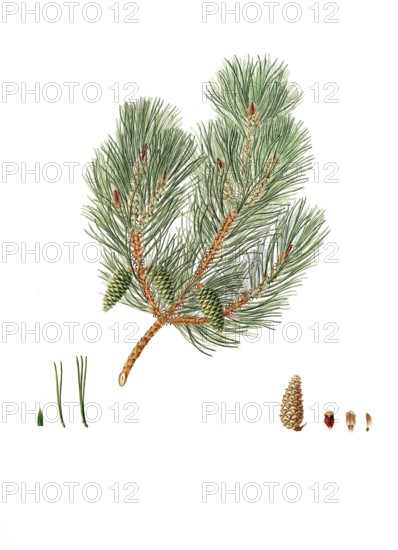 Pine, Pinus variablilis, Variable-leaved bastard pine, tree, digitally enhanced reproduction of an original by Aylmer Bourke Lambert (1761 - 1842), English botanist, published around 1810