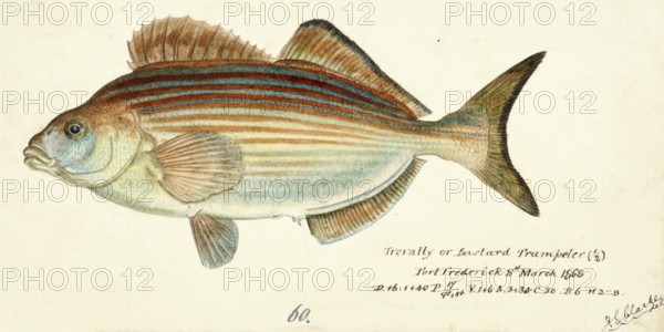 Bastardtrompeter, Copper Moki, Red Bastard, Latridopsis forsteri, a species of marine ray finned fish belonging to the family Latridae, the trumpeters, fish, reproduction of an original, by Frank Edward Clarke (b. 1849, d. 1899), ichthyologist and scientific draughtsman