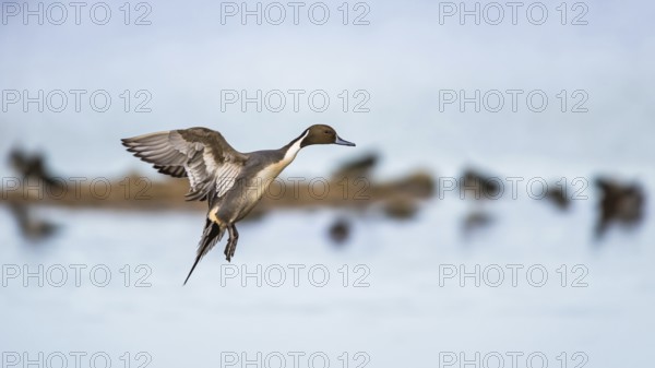 Northern Pintail, Anas acuta, male in flight over winter marshes