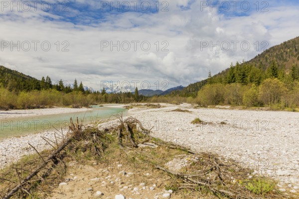 Isar valley nature conservancy area. The wild Isar river flows through its gravel bed past driftwood and entrained trees and bushes . Early morning