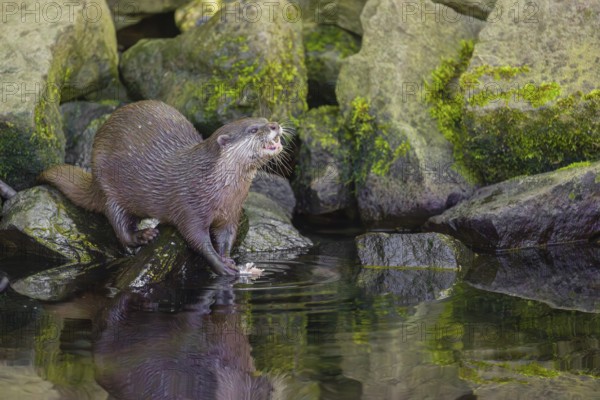 An oriental small-clawed otter or Asian small-clawed otter (Aonyx cinerea) stands on a rocky shore and eats a fish
