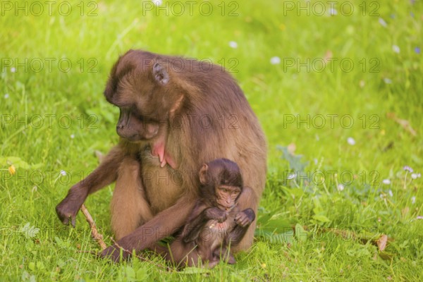 A female Gelada (Theropithecus gelada), or bleeding-heart monkey with her baby sits in a flowering meadow