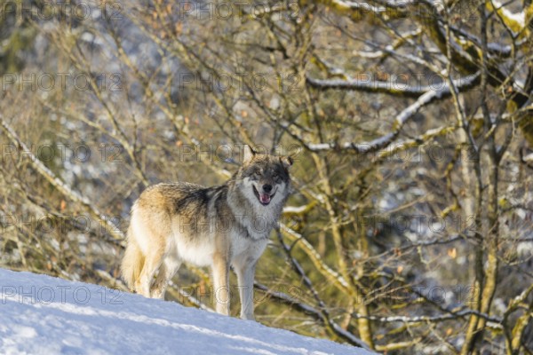 An adult male grey wolf (Canis lupus lupus) stands on a sloping, snow-covered meadow at the edge of a forest on a cold, sunny day
