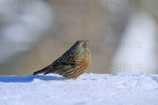 Alpine Accentor (Prunella collaris), sitting in the snow with a soft bokeh background, Gemmi Pass, Leukerbad, Leuk, Valais, Switzerland, Europe
