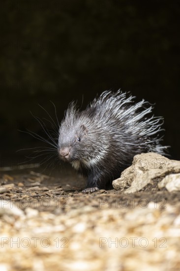 Old World porcupines (Hystrix cristata), youngster, Germany, Europe