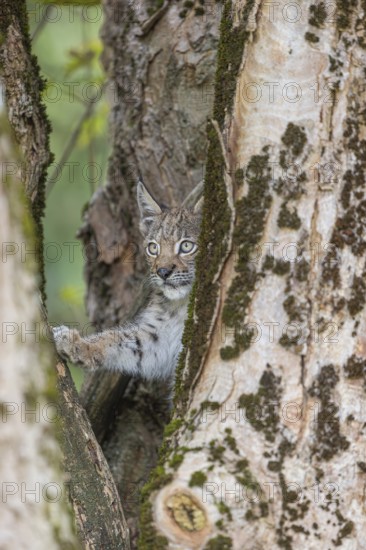 One young (10 weeks old) male Eurasian lynx, (Lynx lynx), climbing in a split tree