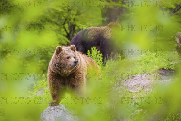 An adult female and a young male (Ursus arctos arctos) stand on a hilltop behind a rotting tree, framed by fresh green leaves