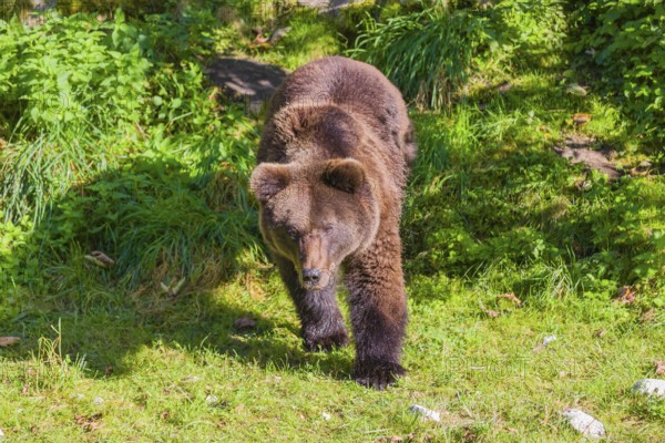 A young male brown bear (Ursus arctos arctos) runs through the undergrowth out of a forest to chase a wolf