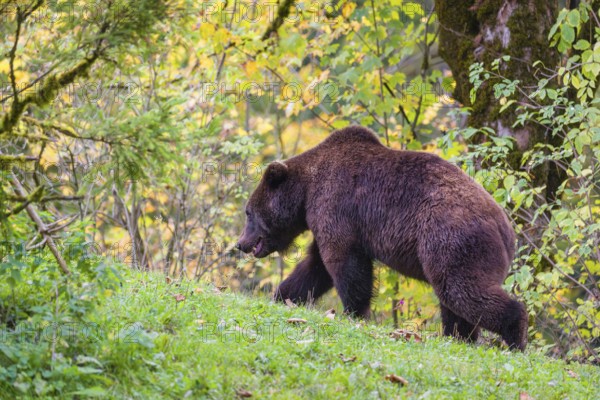 A young male Eurasian brown bear (Ursus arctos arctos) walks across a meadow along autumnal colored vegetation