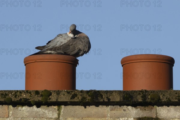 Wood pigeon (Columba palumbus) adult bird preening on an urban house rooftop chimney, England, United Kingdom, Europe