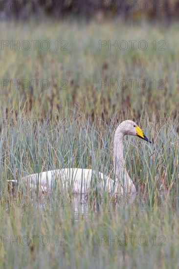 Whooper swan (Cygnus cygnus) swimming in high water plants in a wetland at spring, Sweden, Europe