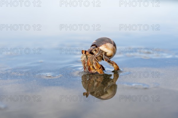 Pacific hermit crab (Coenobita compressus) in the water on a sandy beach with reflection, Corcovado National Park, Osa Peninsula, Puntarena Province, Costa Rica, Central America