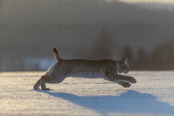 One young male Eurasian lynx, (Lynx lynx), running over a snow covered meadow in backlight condition with a forest in the background in early morning light