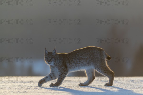 One young male Eurasian lynx, (Lynx lynx), walking over a snow covered meadow in backlight condition with a forest in the background in early morning light