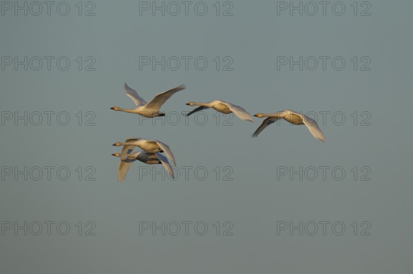 Whooper swan (Cygnus cygnus) five adult birds in flight in a flock, England, United Kingdom, Europe