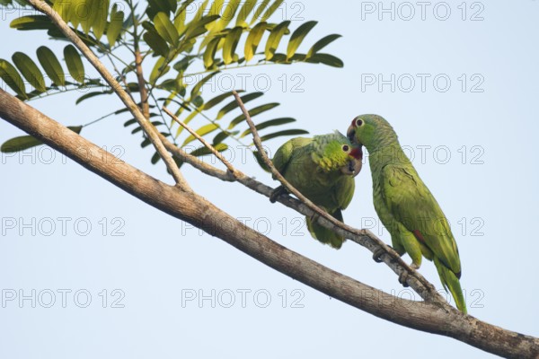 Red-fronted Amazon (Amazona autumnalis), Costa Rica, Central America