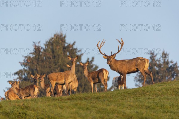 A herd of red deer (Cervus elaphus) standing on a meadow, with trees and blue sky in the background