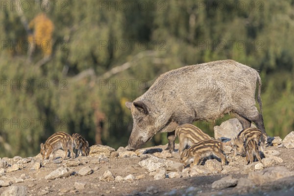 One adult and some piglet wild boar or wild pig (Sus scrofa) walking over an opening with a green forest in the background