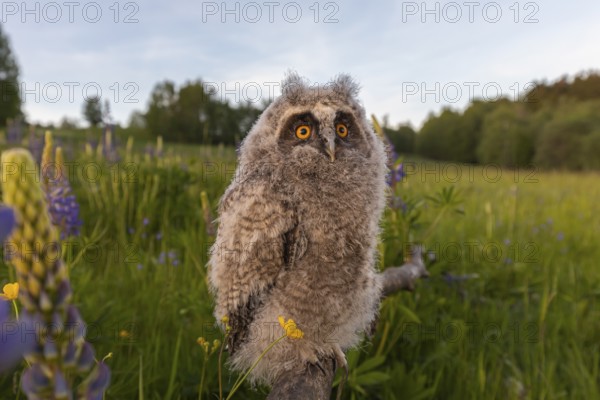 One young long-eared owl (Asio otus), sitting on a branch that is lying in a field of flowering lupines. Wide angle scene in late light