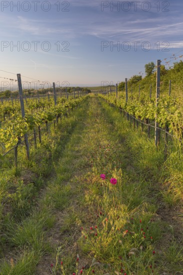 Vineyards at sunrise in Langenlois, Kamp-Manhartsberg Valley Austria