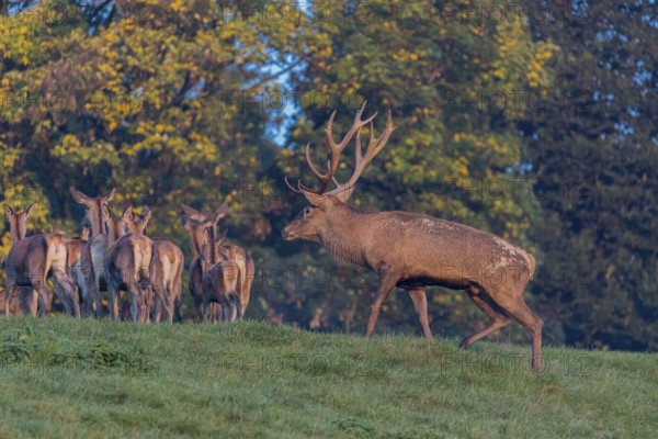 A big herd of red deer (Cervus elaphus) standing on a meadow, with trees and blue sky in the background
