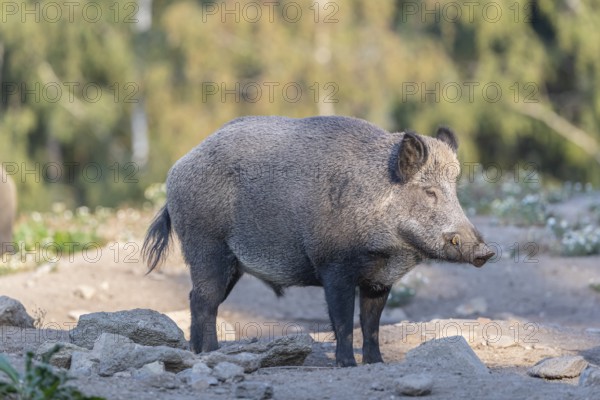 One adult wild boar or wild pig (Sus scrofa) walking over an opening with a forest in first autumnal colours in the background