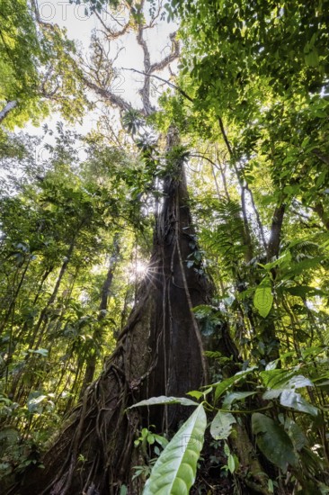 Tree and dense vegetation in tropical rainforest, Sun Star, Corcovado National Park, Osa, Puntarena Province, Costa Rica, Central America