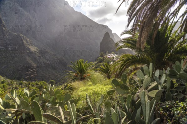Masca mountain village and the gorge in the Teno Mountains, Masca, Tenerife, Canary Islands, Spain, Europe