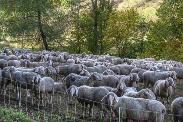 A herd of Merinoland sheep in a fenced pasture, Thuisbrunn, Upper Franconia, Bavaria, Germany, Europe