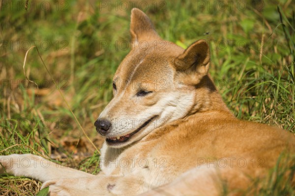 One New Guinea singing dog or New Guinea Highland dog (Canis hallstromi) (Canis dingo hallstromi, Canis familiaris) lying on a meadow, resting in bright sun light