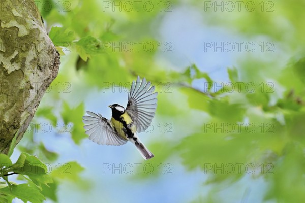 Great tit (Parus major), with food in its beak approaching the breeding den, Canton Zug, Switzerland, Europe