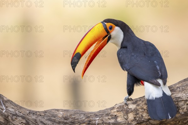 Giant toucan (Ramphastos toco), tongue visible, Pantanal, Brazil, South America