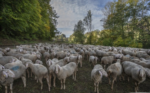 A herd of Merinoland sheep in a fenced pasture, Thuisbrunn, Upper Franconia, Bavaria, Germany, Europe