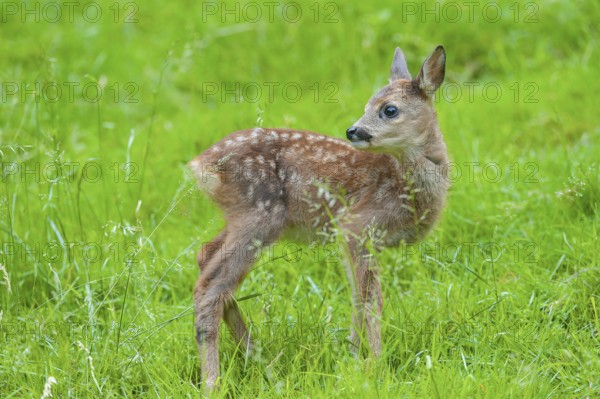 Roe deer (Capreolus capreolus), fawn standing in a meadow and looking attentively, Germany, Europe