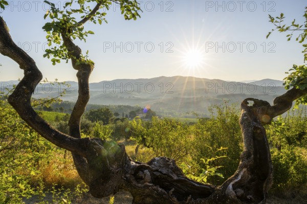 Tuscan landscape at sunrise, country estate with vineyards, forests, olive trees and cypresses in Chianti, Chianti Region, Tuscany, Italy, Europe