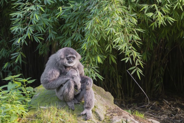 A female silver gibbon (Hylobates moloch) or Java gibbon sits with her baby in her arms on a rock in the forest