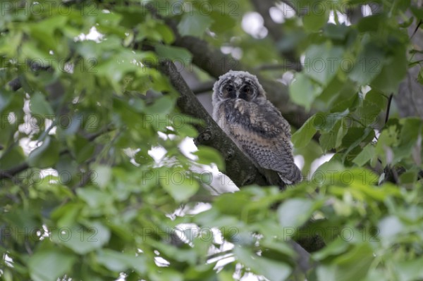 Long-eared owl (Asio otus), young bird, just fledged, nest fledgling, Bottrop, Ruhr area, North Rhine-Westphalia, Germany, Europe