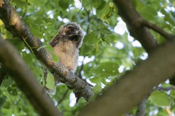 Long-eared owl (Asio otus), young bird, just fledged, nest fledgling, Bottrop, Ruhr area, North Rhine-Westphalia, Germany, Europe