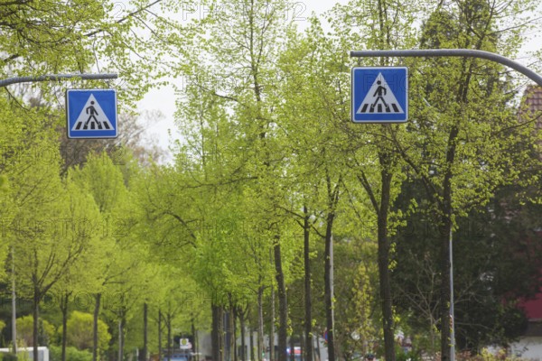 Traffic sign pedestrian crossing, zebra crossing in a street in spring, Delmenhorst, Lower Saxony, Germany, Europe