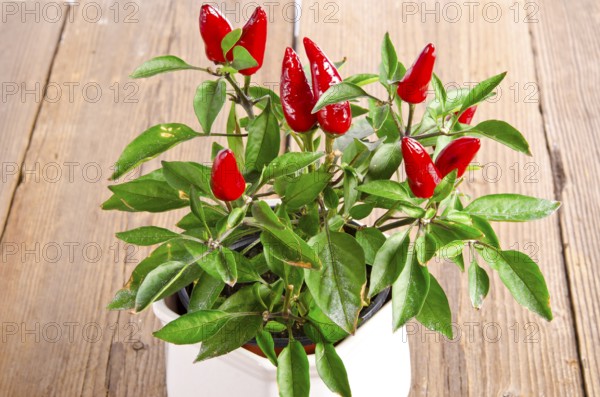 Chilli