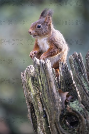 Squirrel (Sciurus vulgaris), Emsland, Lower Saxony, Germany, Europe