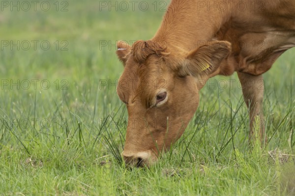 Domesticated cow or cattle (Bos taurus) adult farm animal eating grass in a field, Suffolk, England, United Kingdom, Europe