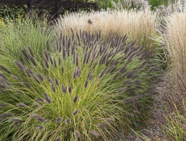 Lamp-cleaning grass (Pennisetum alopecuroides 'Black Beauty')