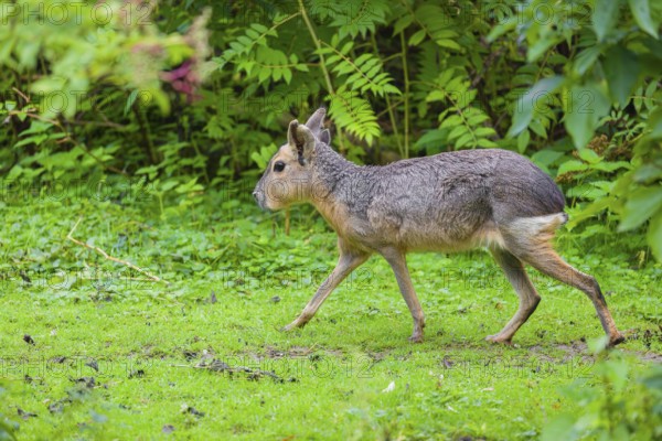 A Patagonian mara (Dolichotis patagonum) runs through dense vegetation across a meadow