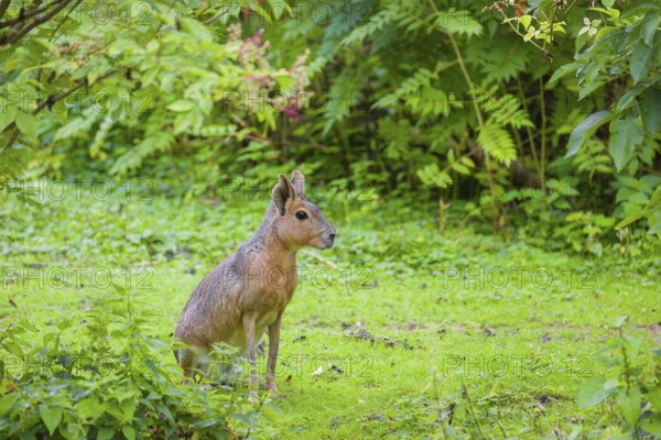 A Patagonian mara (Dolichotis patagonum) sits on a meadow, surrounded by dense vegetation